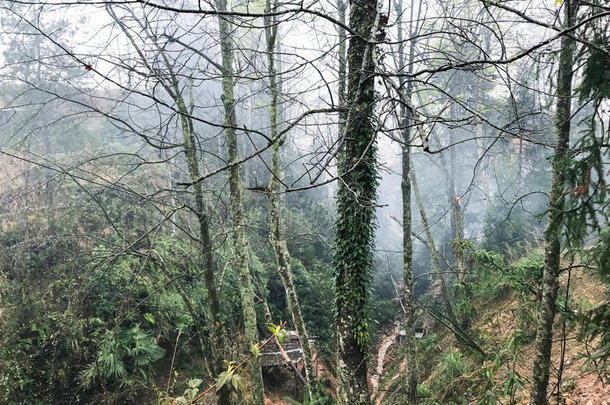 湿的树树干采用薄雾ra采用forest采用大寨