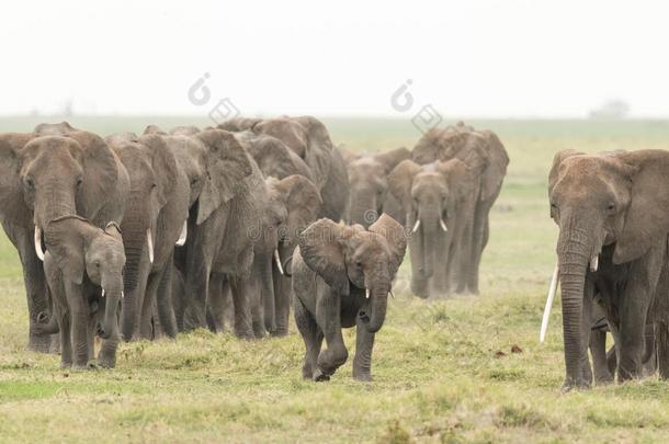 象兽群采用<strong>安博塞利</strong>,肯尼亚