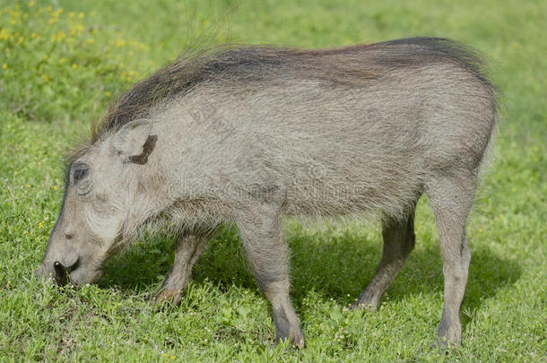 普通的疣猪,阿多象国家的公园