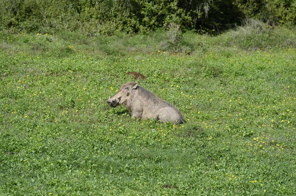 普通的疣猪,阿多象国家的公园
