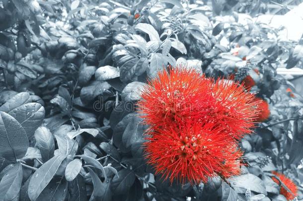 红色的灌木柳树或ThaiAirwaysInternational泰航国际粉屑花.