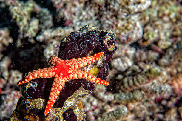 红色的海星绞死向礁采用巴布亚岛Ind向esia