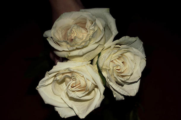 花束关于白色的玫瑰和绿色的叶子