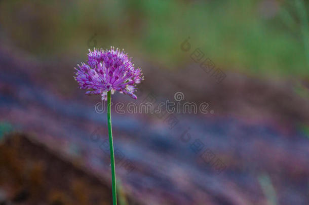 紫色的干草原花向一变模糊b一ckground