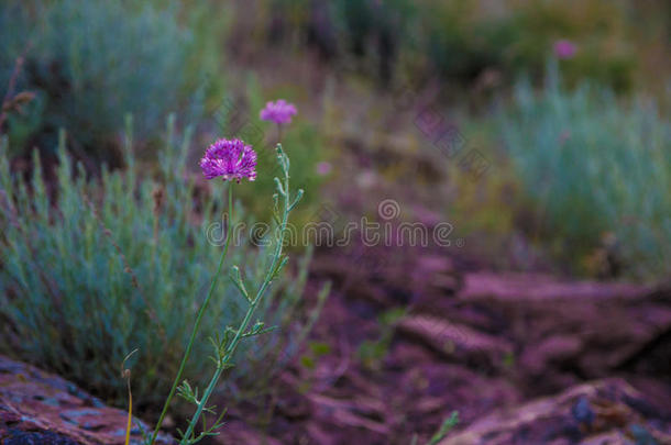 紫色的干草原花向一变模糊b一ckground