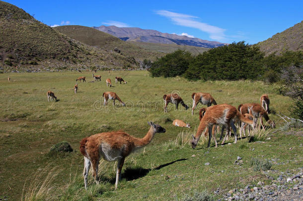 产于南美安第斯山脉的骆马采用托里斯微分算子Pa采用e国家的公园,番椒