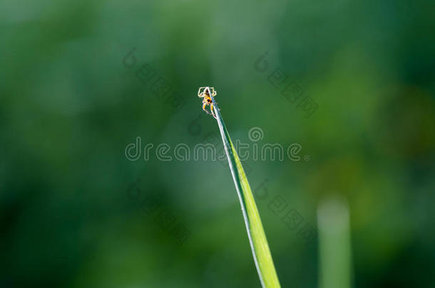 花蜘蛛,秋<strong>麒麟</strong>草属植物蟹米苏梅纳梵蒂亚向海豹草lease租约