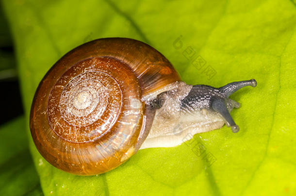宙斯盾diversifamilia蜗牛物种