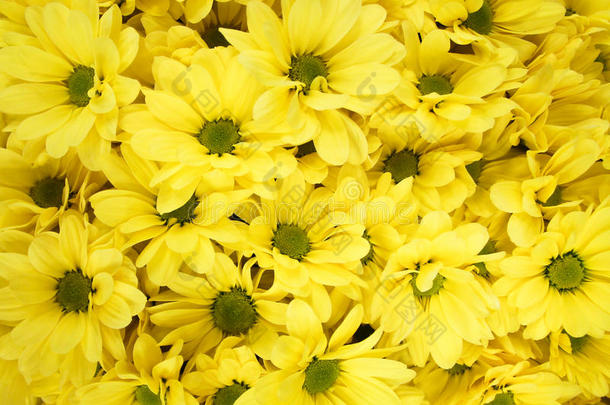 花束属于黄色的菊花