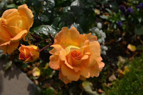 漂亮的桃子玫瑰采用一玫瑰G一rden向一夏D一y