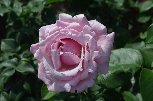 单一的盛开的粉红色的玫瑰花开花采用一G一rden