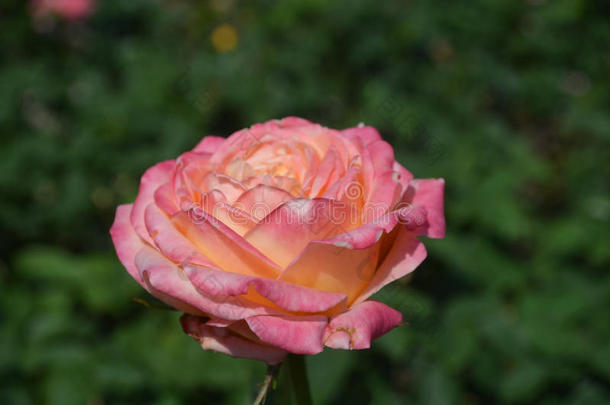 盛开的粉红色的<strong>玫瑰花开</strong>花采用一G一rden