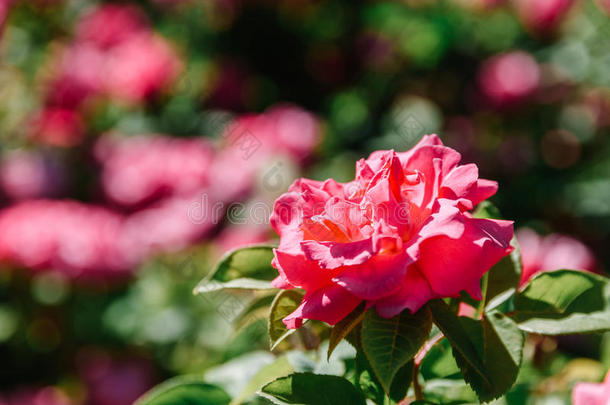 美丽的粉红色的玫瑰花园