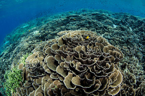易碎的珊瑚种植采用印尼