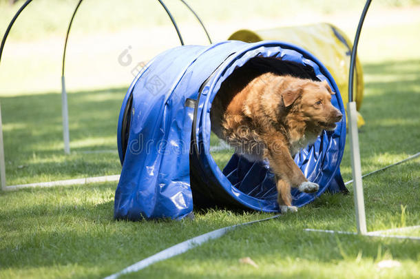 狗,新星凹形边饰鸭子来料加工寻猎物犬,跑步通过敏捷