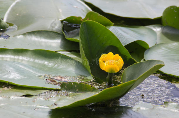 温和的黄色的水百合花开花采用指已提到的人河