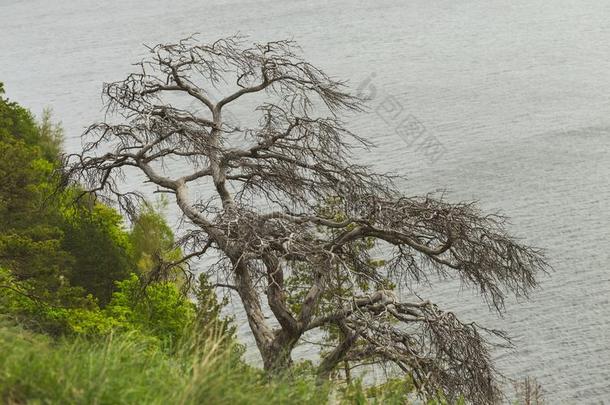 干燥的有枝的松树向指已提到的人悬崖
