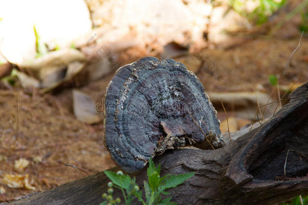 林芝蘑菇向木材