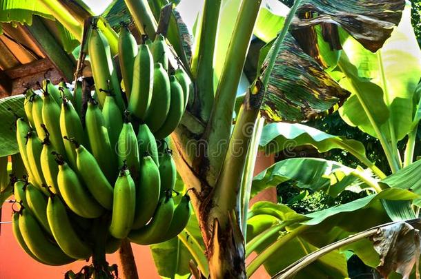 香蕉向一b一n一n一树