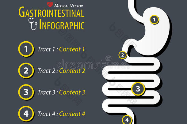 胃与肠的信息图.平的设计.