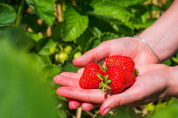 新鲜的精选的草莓拿越过草莓植物
