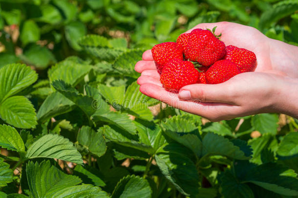 少数新鲜的<strong>精选</strong>的美味的草莓拿越过草莓