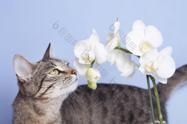 平纹猫探查法花关于白色的兰花
