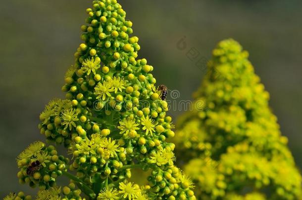 花上端关于莲花掌属