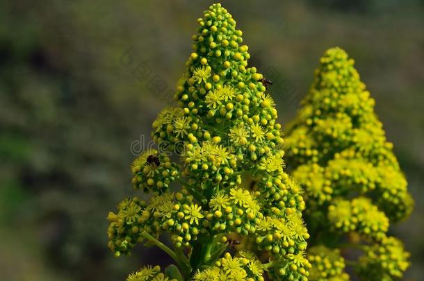 花上端关于莲花掌属