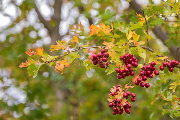树叶关于山楂植物和红色的浆果,也叫刺梨