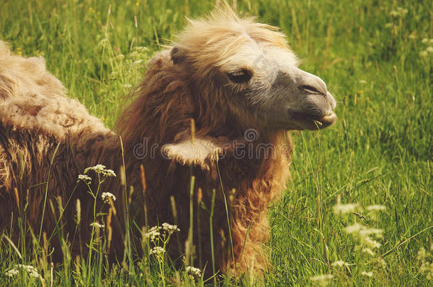 骆驼咀嚼食物和敞开的口说谎向绿色的草
