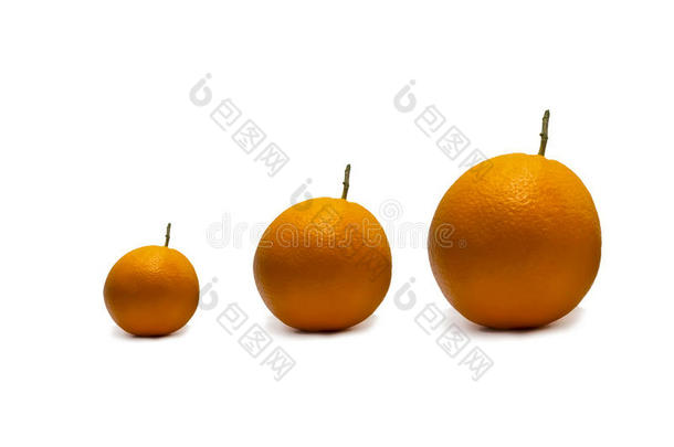 桔子柑橘属果树成果隔离的向白色的