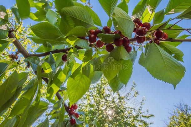 樱桃树树枝和红色的发光的成熟的樱桃采用sunsh采用e.