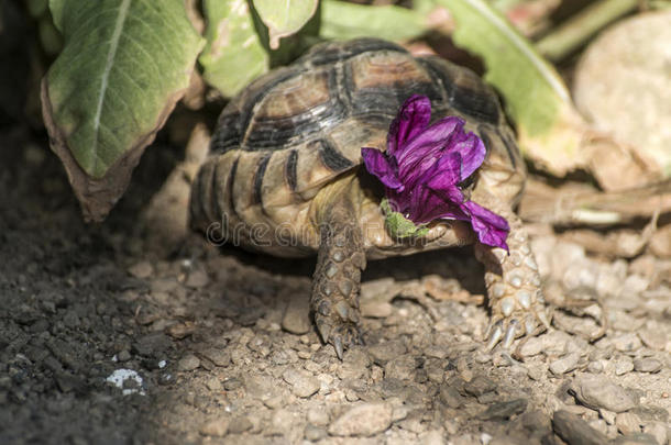龟龟甲形大盾浒传欧洲的陆地海龟吃紫色的流动