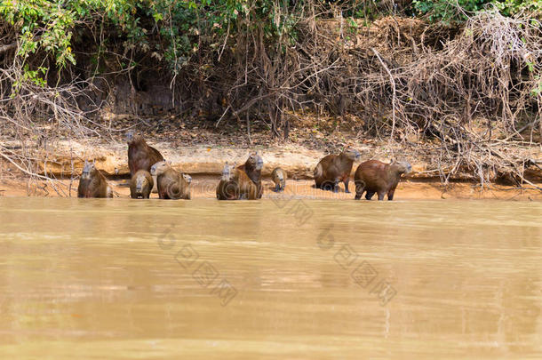 兽群关于水<strong>豚</strong>从沼泽,巴西苏木