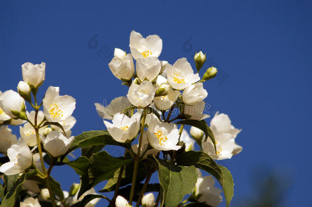 灌木树枝和白色的花关于茉莉.