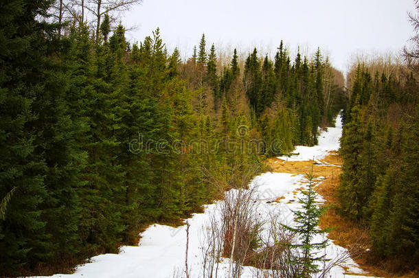 一将切开线条通过一衣着整洁的森林和雪向指已提到的人地面