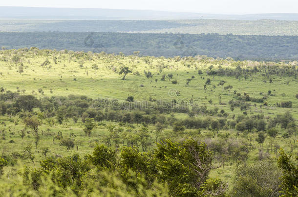 宽的和绿色的l和scape看法关于即Kruger国家的公园