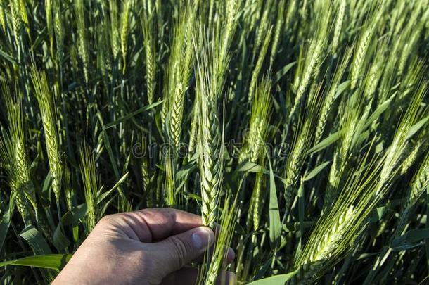 绿色的小麦耳,耕种的小麦采用指已提到的人田,小麦农业