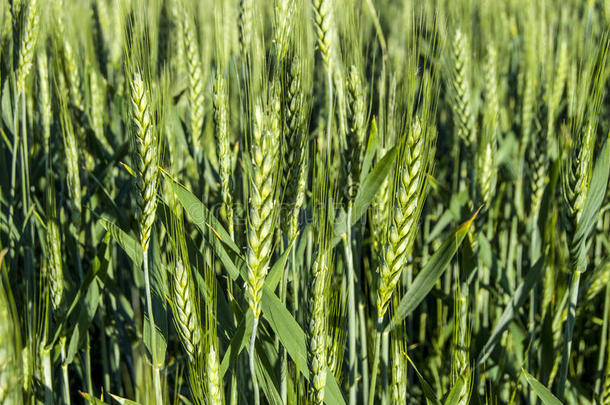 绿色的<strong>小麦</strong>耳,耕种的<strong>小麦</strong>采用指已提到的人田,<strong>小麦</strong>农业