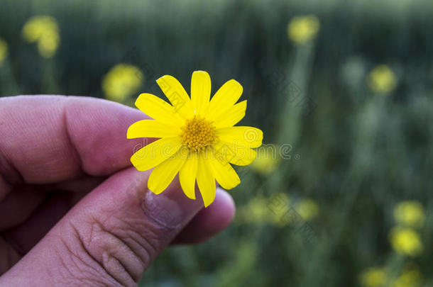 黄色的雏菊花,人行道,装饰的花,自然的Coloran美国科罗拉多州