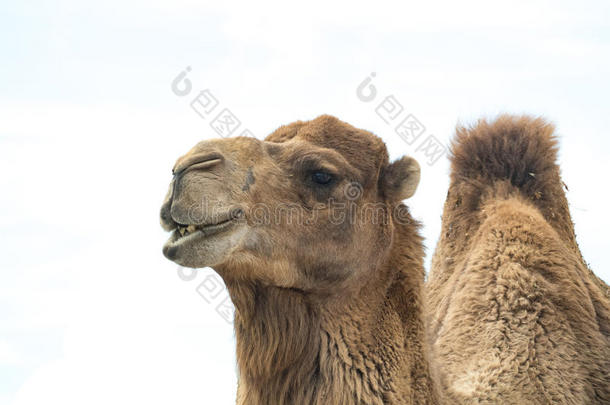 骆驼骆驼us巴克里纳斯和有趣的表现隔离的向whiteiron白铁