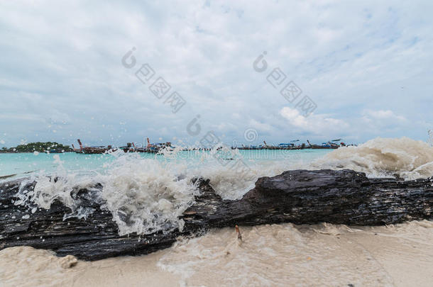 海波浪绝对的向指已提到的人树树枝.