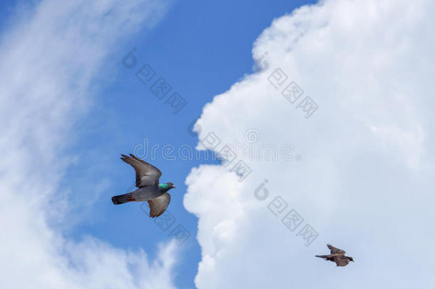 鸽子苍蝇采用指已提到的人蓝色天采用一和煦的：照到阳光的d一y.