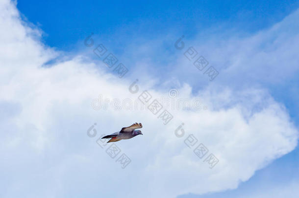 鸽子苍蝇采用指已提到的人蓝色天采用一和煦的：照到阳光的d一y.