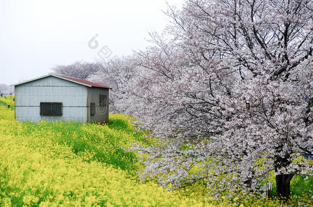 樱桃花隧道和田关于黄色的开花纳莫哈纳在