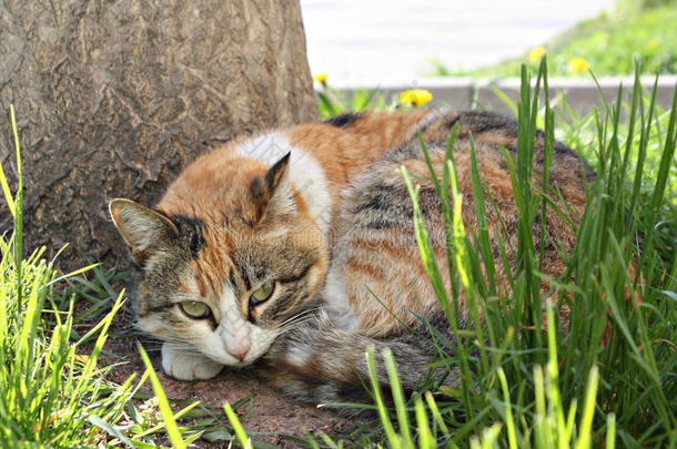 猫猫甜的宠物自然世界