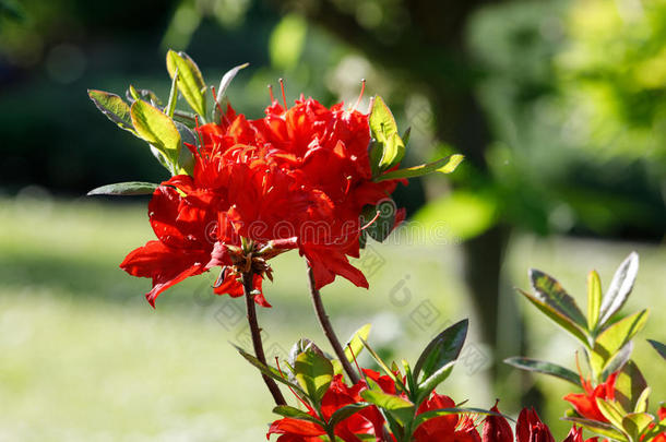 红色的杜鹃花杜鹃花花采用spr采用g花园