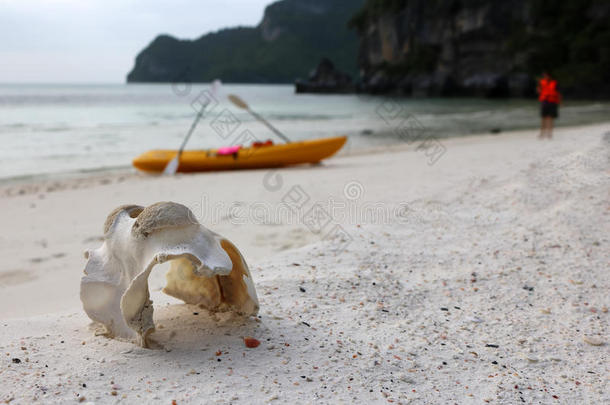 海的生活动物骨骼和皮艇运动向指已提到的人海滩.