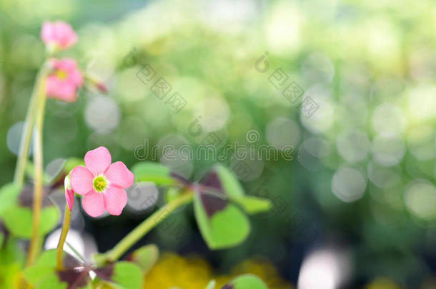 粉红色的花关于好的运气植物